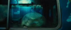 King Shark sees through a window