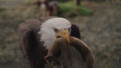 Eagly hunts a squirrel for Smith