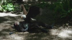 Eagly attacks a policeman