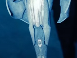 Fortress of Solitude Robot