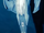 Fortress of Solitude Robot