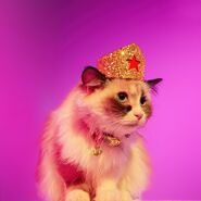 Moshiqa "Golden Star Tiara for Felines" (canine version also available) and "Golden Cat Collar of Independence"