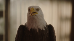 Eagly ve a Smith triste