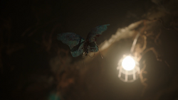 Butterflies
