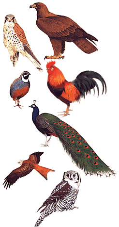 Birds