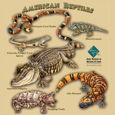 AmericanReptiles