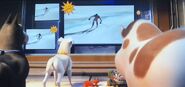 DC League of Super-Pets - Krypto Ace PB Merton and Chip watching the Beijing Winter Olympics 2022
