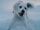 Dogs