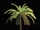 Palm Tree (B)