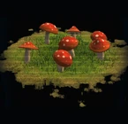 Mushroom Patch