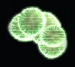 Green Wall Fungi Cluster