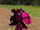 Cursed Coral Chroma 2 Material