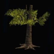 Thin Oak Trunk.png (128 KB)