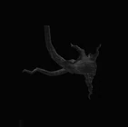 Twisted Evil Tree Branches