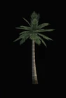 Palm Tree