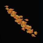 Line of Autumn Leaves