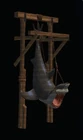 Hanging Shark