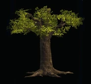 Weathered Oak Trunk.png (138 KB)