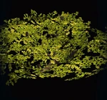 Sprawling Oak Canopy