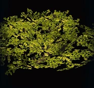 Sprawling Oak Canopy.png (146 KB)