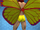 Butterfly Wings