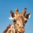 Thegiraffegod's avatar