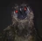 Weird-bird243's avatar
