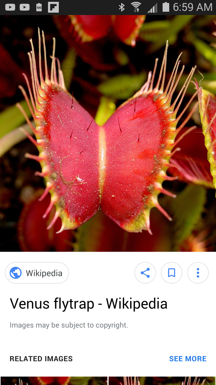 Venus flytrap - Wikipedia