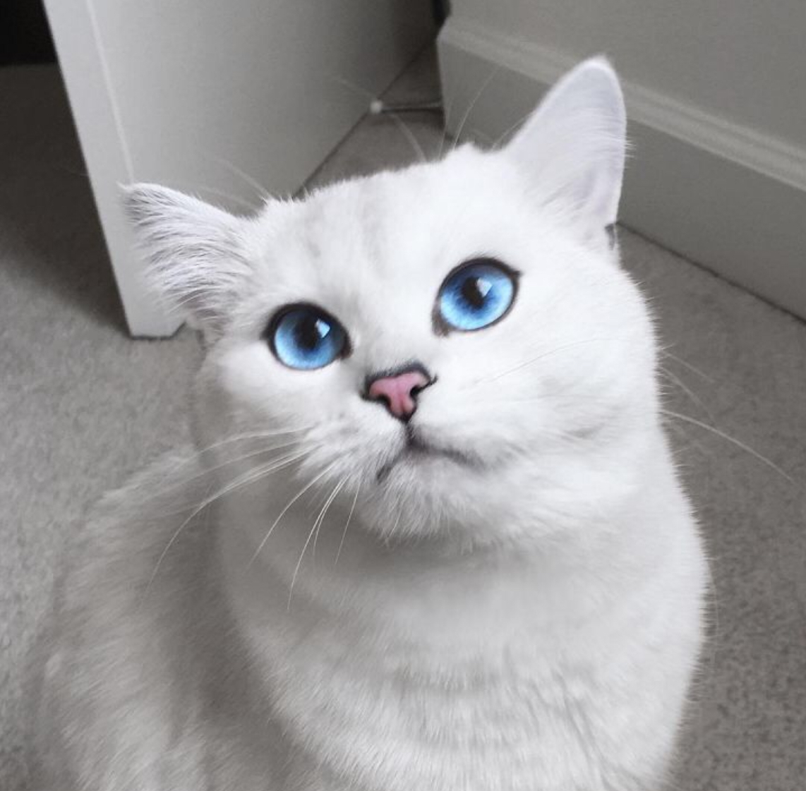 Кошки с самыми красивыми глазами