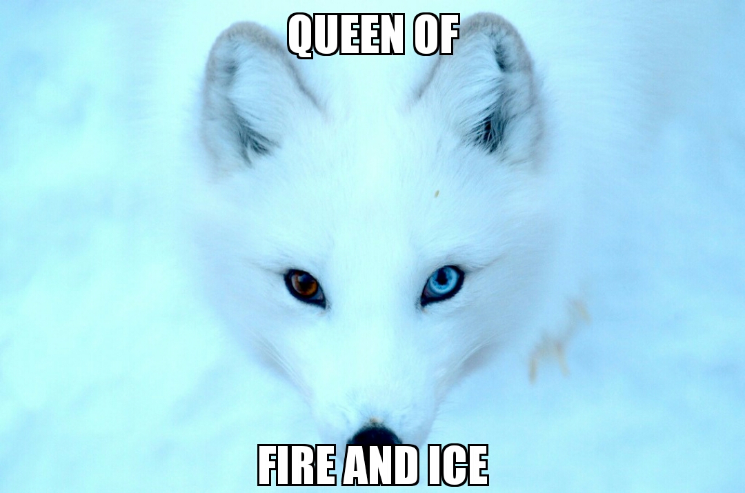 (Bad) Snow/Arctic FoX memes | Fandom