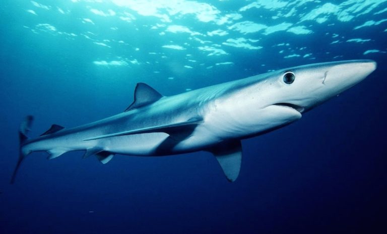 Une Voiture En Forme De Poisson Avec Une Queue De Requin