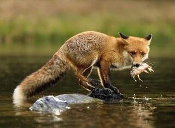 renard roux sautant dans la neige
