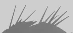 Dev creature teaser | Fandom
