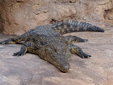 extant animals vs prehistoric creatures tournament season 1 round 1 ...