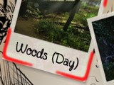 Woods (Day)