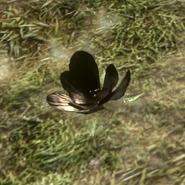 Oleander Fel.jpg (121 KB) The Oleander flower in the original game