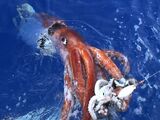 Giant Squid