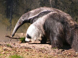 Giant Anteater