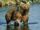 Kodiak Bear