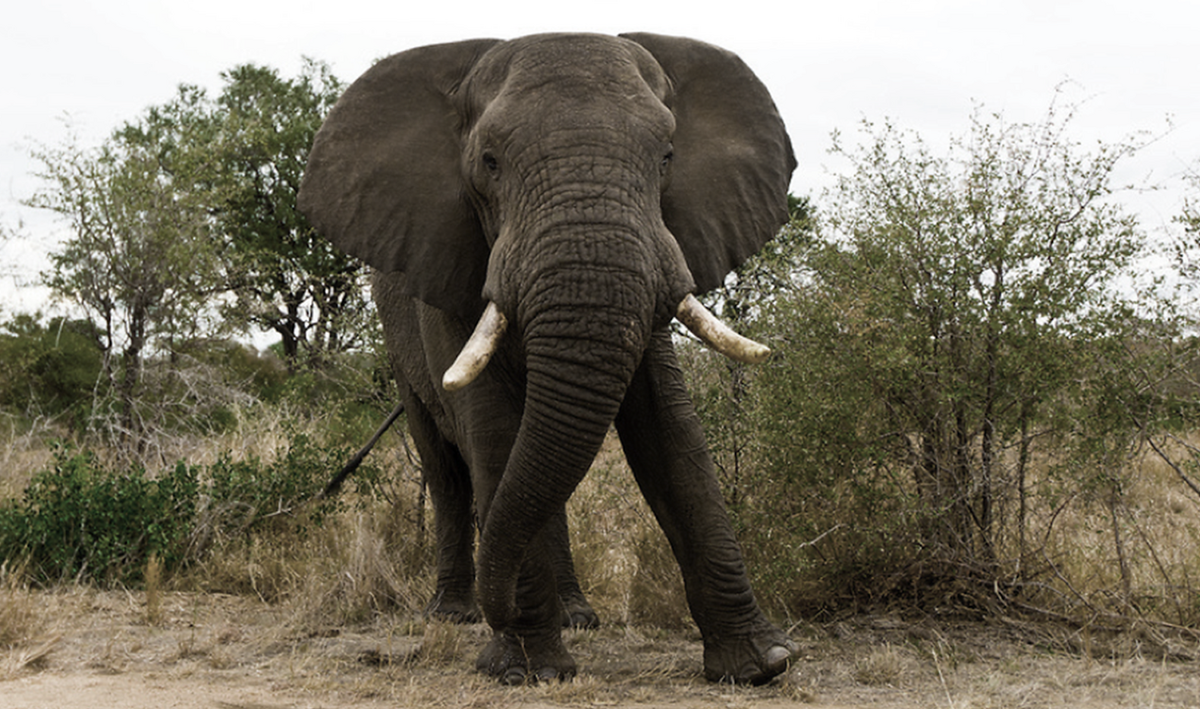 african bush elephant bull