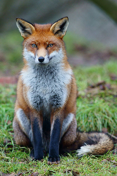 Red Fox Deadliest Beasts Wiki Fandom