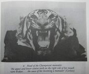 Champawat Man-eater