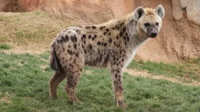 Spotted hyena