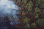 Rainforest-fire-frame.jpg