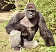 Harambe.jpg