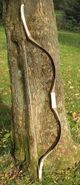 Arcus Composite Bow