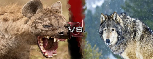 Hyena vs wolf