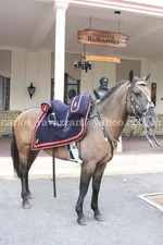 Special: Criollo War Horse