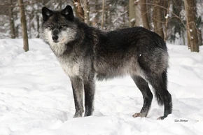 Grey wolf