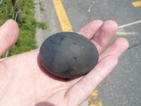 Black egg